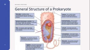 Bacteriology: Bacterial Structures