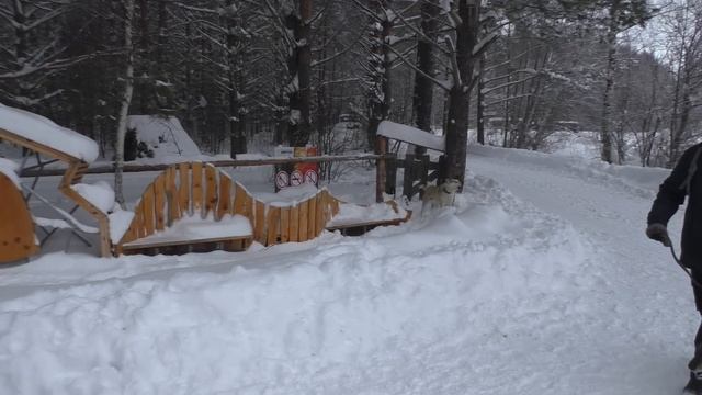 Выводка и испытание лаек в Копках