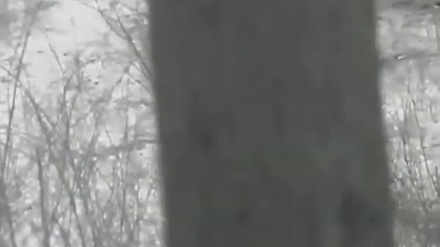 HICMICRO lynx pro LH 25, srnčí - roe deer (Capreolus capreolus) 17.03.2021 смотреть онлайн