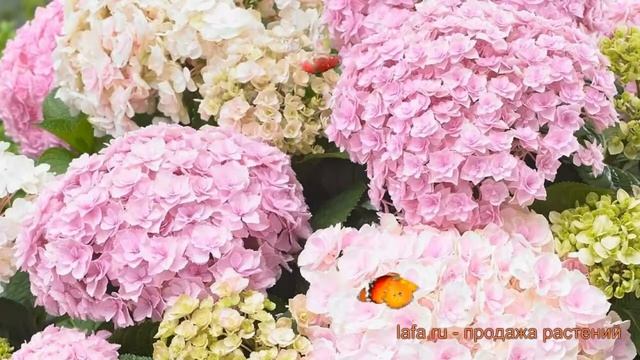 Гортензия крупнолистовая Доппио Нувола ? обзор: как сажать, саженцы гортензии Доппио Нувола смотреть онлайн