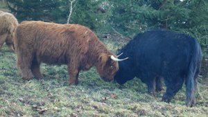 Мир Диких Животных