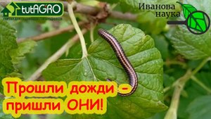 ПРОШЛИ ДОЖДИ - ПРИШЛИ СЛИЗНИ ДА КИВСЯКИ. Сделайте такую обработку и вредители не разгуляются.