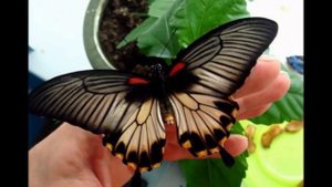 самые необычные и красивые бабочки.the most unusual butterflies