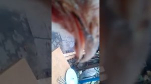 Лечение курицы храпит и глаз затек.