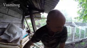 Как правильно переселять рой диких пчел в улей