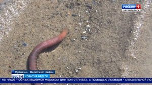 В Онежском районе - завершающий этап добычи морского червя "пескожила"