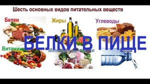 Белки в пище и незаменимые аминокислоты