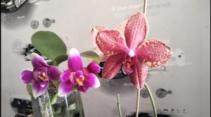 Цветение орхидеи Phal. Vio Vio 'Three Lips Cat Face' (морда кошки) и орхидеи Тонка 11 (Tonka 11)
