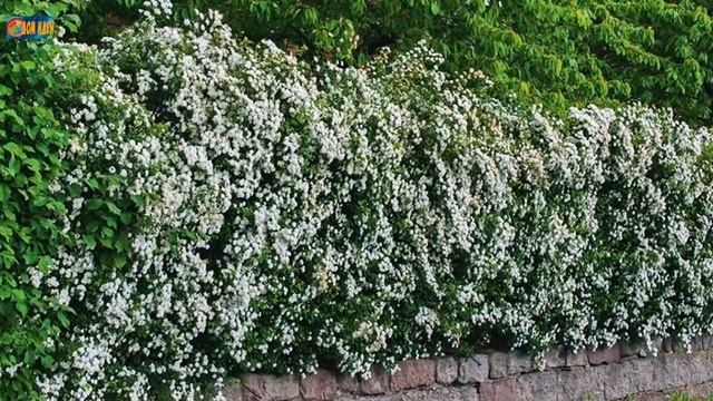 Прекрасные идеи живой изгороди для дачи.