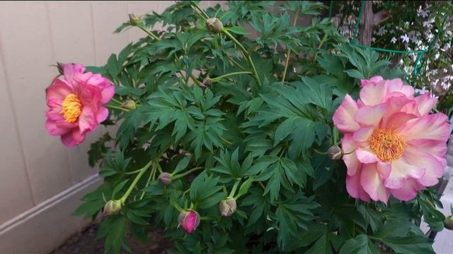 'Rose'赛美，伊藤牡丹Julia Rose / Amazing Grace Rose(When Itoh Peony Julia Rose Meet Rose Amazing Grace)