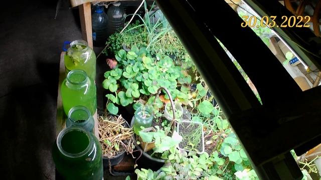 Выращивание хлореллы в домашних условиях под фитосветильником. Разная среда для выращивания хлорелл