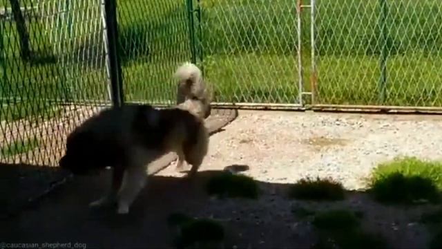 КАВКАЗСКАЯ ОВЧАРКА-ХРАНИТЕЛЬ ГОР/MOUNTAINS SHEPHERDS DOG FROM KAVKAZ смотреть онлайн