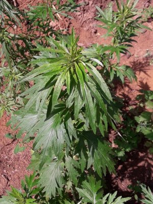 65. Полынь обыкновенная - Artemisia vulgaris