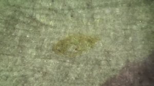 АВТООДЕЯЛО или ВОЙЛОК. Что выбрать..?