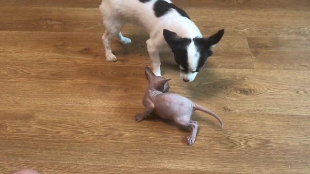 Купили котенка сфинкса. Влог о канадском сфинксе смотреть онлайн