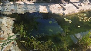Чистая вода в пруду, нужна ли нитчатка и как с ней бороться!?