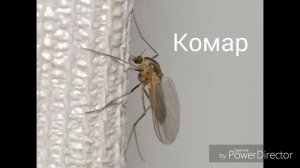 Названия насекомых на кабардинском языке. Слайд-шоу из фото.