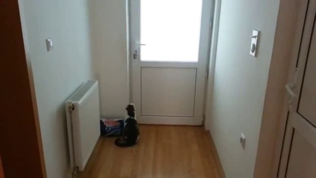 Кот, который проходит сквозь двери смотреть онлайн