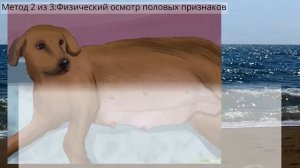 Как определить пол щенка