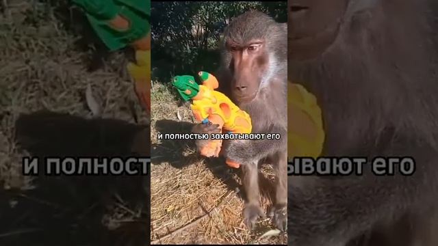 названия нет, как и смысла у видео