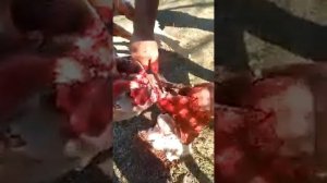Снимают шкуру с волка ,.Дагестан с.Микрах #дагестан#кавказ