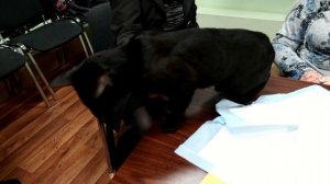 Заводчик вымогает деньги у покупателя.