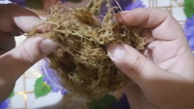 Пересадка детки спатифиллума сенсация (3 часть)