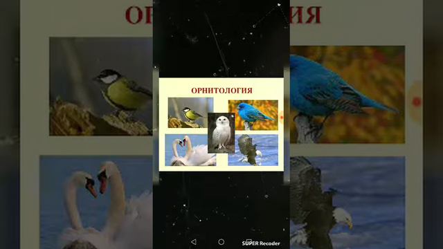 Краткий словарь терминов:птицы. Birds of eden. смотреть онлайн