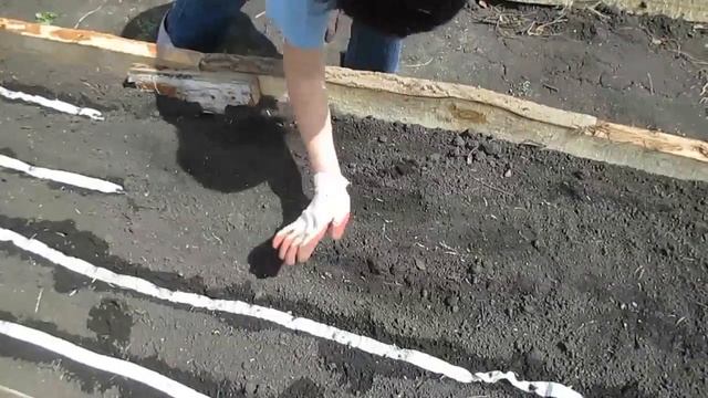 Морковь без прореживания. Посадка моркови лентой