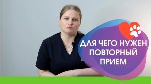 Повторный осмотр питомца в ветеринарии