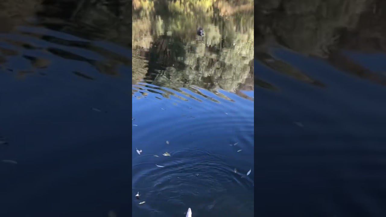 КРУПНАЯ ПЛОТВА осенью на Фидер смотреть онлайн