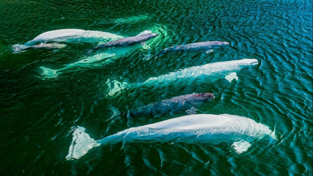 Шантарские острова — жемчужина Охотского моря