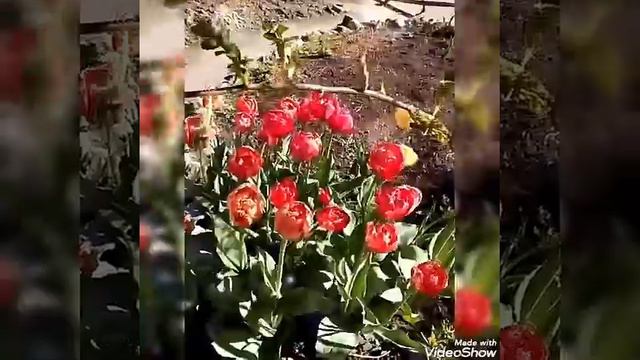"ВЕСНА:  БОТАНИЧЕСКИЙ САД ЦВЕТЁТ"🌷🌼🌷🌼🌷