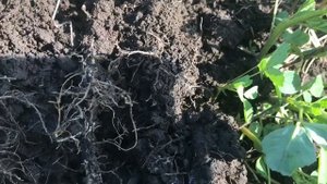 Бинарный  посев донника  второго года, микориза или  нет?