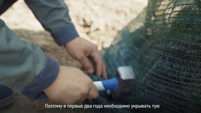 ? Почему ЖЕЛТЕЕТ и СОХНЕТ ТУЯ? ЧТО ДЕЛАТЬ если пожелтела туя