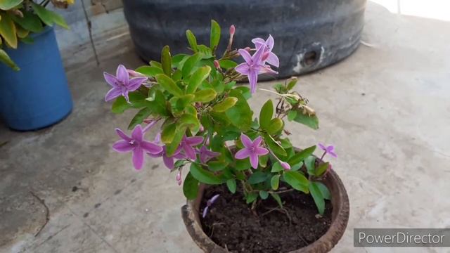 Shooting star flowering plant caring and growing tips in Tamil смотреть онлайн