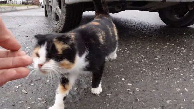 Я Спас 200 Брошенных кошек и котят! смотреть онлайн