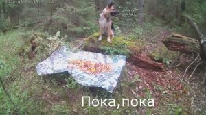 Грибные места Селигера 2022 с немецкой овчаркой.Опята- дружные ребята выскочили на каждом дереве..