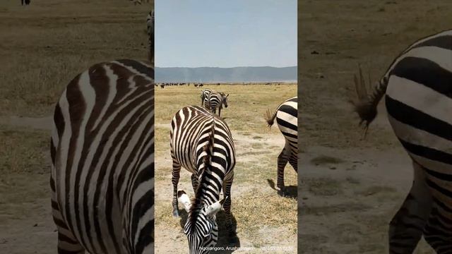 Ngorongoro national park