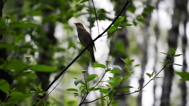 Под окном черёмуха колышется(народная песня) смотреть онлайн