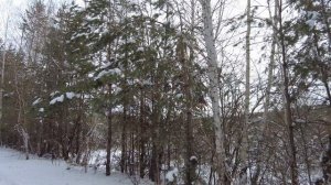 Лес в окрестностях Каслей