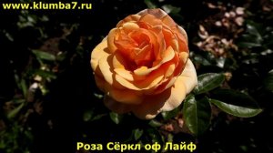 20 сортов РОЗ с янтарным, золотистым и желто-абрикосовым окрасом.