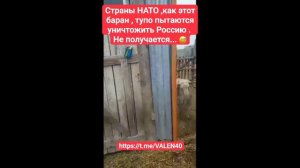 📢Страны НАТО ,как этот баран ,тупо пытаются бодаться с Россией ❗️😅😅Не получается ...😅😅😅