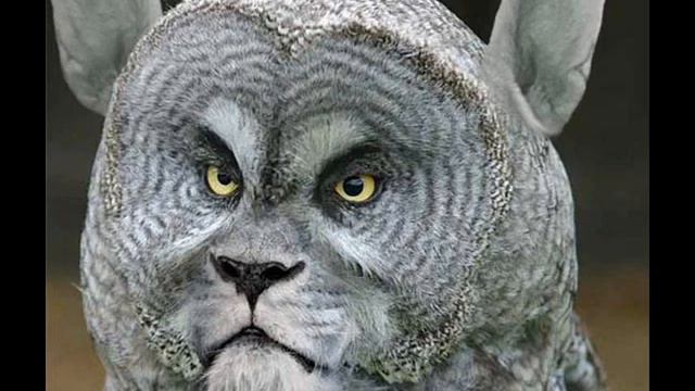 Самые Странные Животные Планеты №1