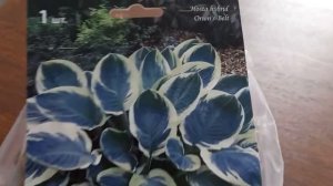 #hosta #orionsbelt / Хоста гибридная Орионз Белт ( лат. hosta hybrid). Как правильно выбрать хосту.