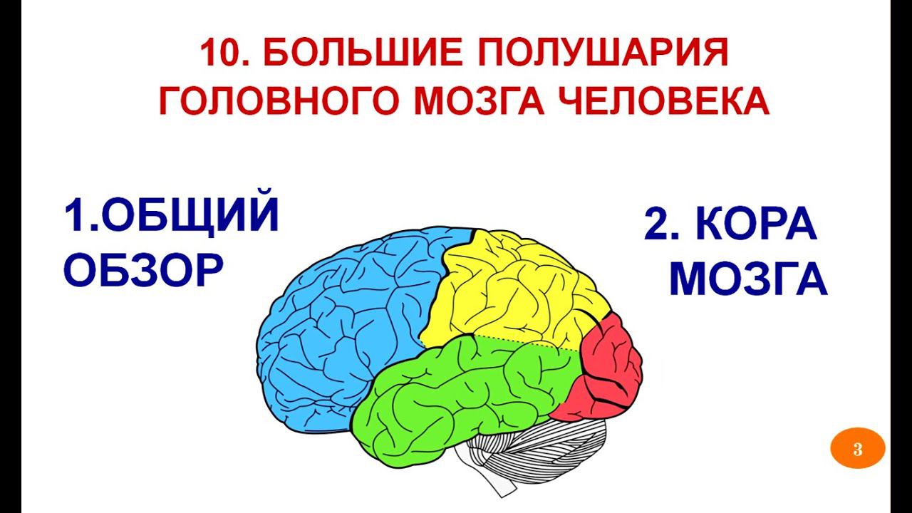 Большие полушария головного мозга_Лекция10