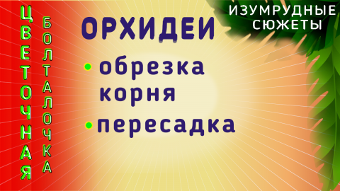 Орхидея. Пересадка||Обрезка Корней Орхидеи.