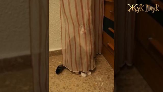 Животные которые УЖАСНО ПРЯЧУТСЯ! смотреть онлайн