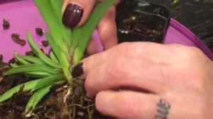 Толумния . Уход за орхидеей, пересадка орхидеи. Tolumnia orchid .