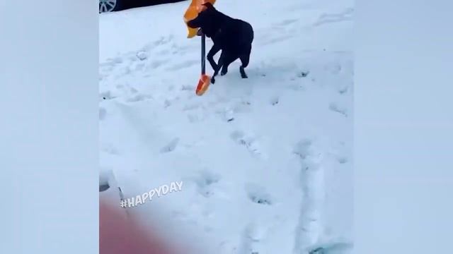 Тик ток приколы с животными ???